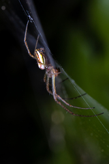 Leucauge festiva