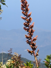 Cipuropsis hospitalis