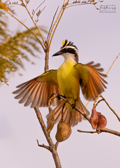 Great Kiskadee photo 4