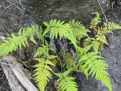 Pityrogramma calomelanos