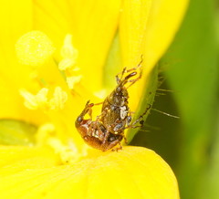 Nanophyinae