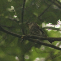Lathrotriccus euleri