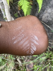 Pityrogramma calomelanos