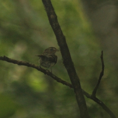 Lathrotriccus euleri