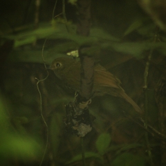 Schiffornis virescens