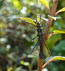 Parobrimus horridus
