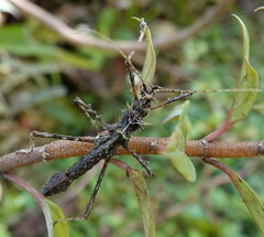 Parobrimus horridus