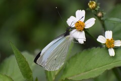 Leptophobia aripa
