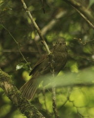 Schiffornis virescens