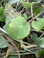 Lamium album