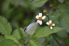 Leptophobia aripa