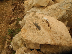 Mediodactylus kotschyi