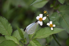 Leptophobia aripa