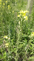 Erysimum canescens