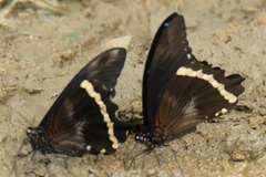 Papilio nireus