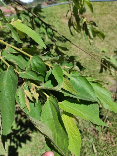 Muntingia calabura - Whole tree