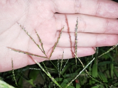 Digitaria radicosa