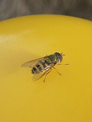Syrphus