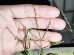 Digitaria radicosa