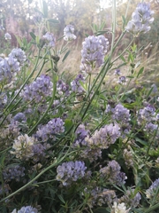 Medicago sativa
