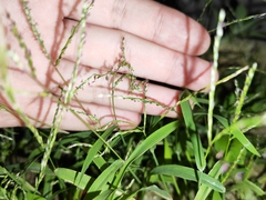 Digitaria radicosa