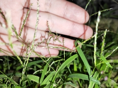Digitaria radicosa