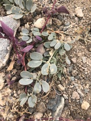 Zygophyllum pterocarpum