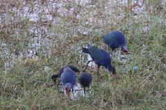 Porphyrio poliocephalus