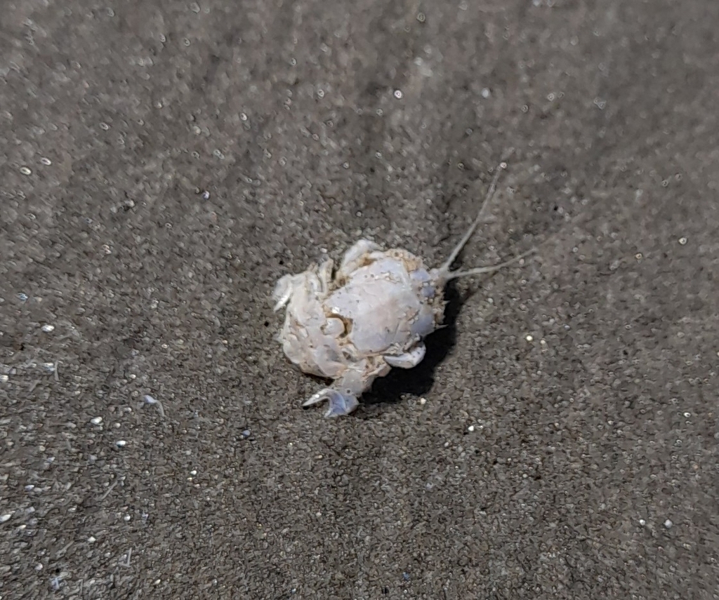 Lepidopa richmondi