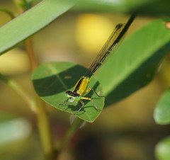 Ischnura pruinescens