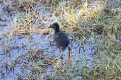 Porphyrio poliocephalus