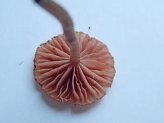 Agaricales