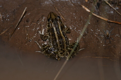 Leptodactylus luctator