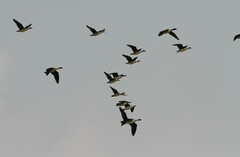 Sarkidiornis melanotos