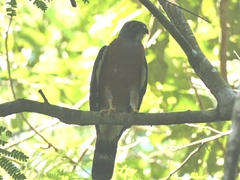 Harpagus bidentatus