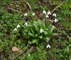 Galanthus woronowii