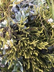 Veronica lycopodioides