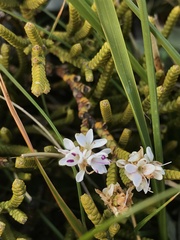 Veronica lycopodioides