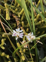 Veronica lycopodioides