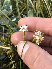 Veronica lycopodioides