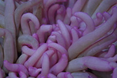 Entacmaea quadricolor