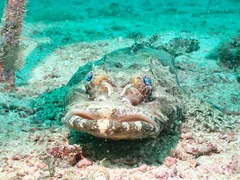 Cymbacephalus beauforti