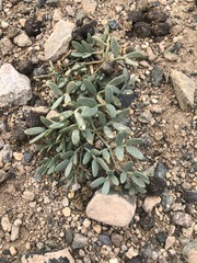 Zygophyllum pterocarpum