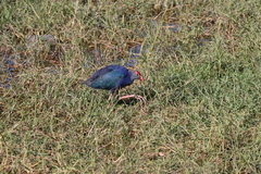 Porphyrio poliocephalus