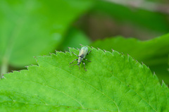 Phyllobius argentatus