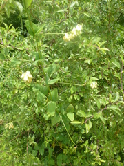 Vicia pisiformis