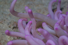 Entacmaea quadricolor