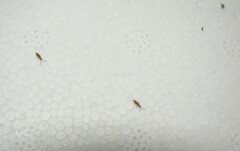 Entomobrya intermedia