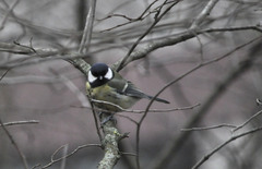 Parus major