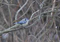Cyanistes caeruleus